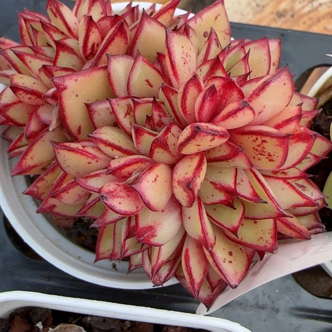 花语逸境0210-581