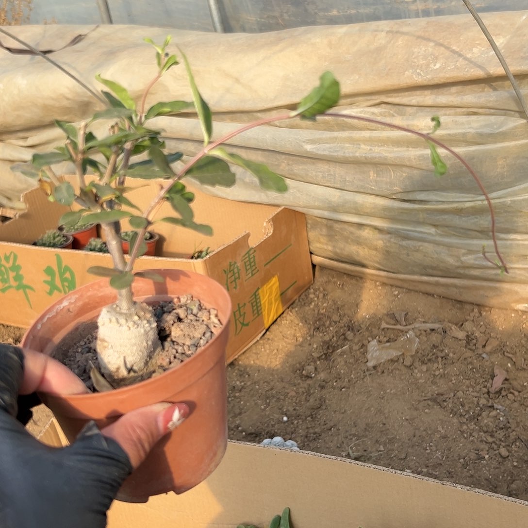 多肉植物火星人块根