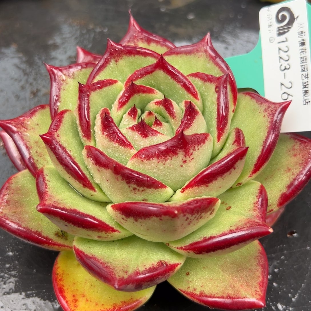 从前慢花园多肉编号1223-26