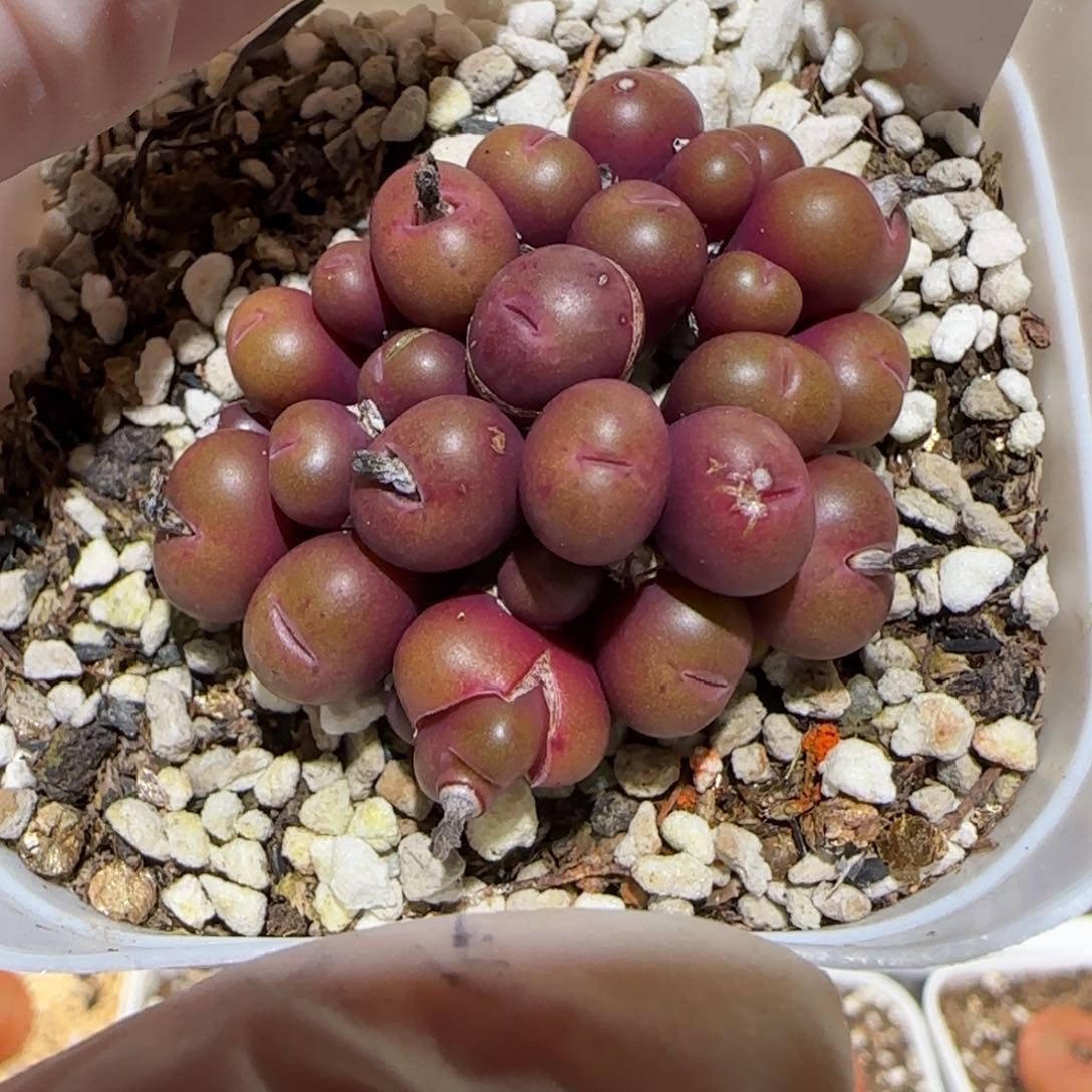 少*游肉锥多肉植物百科1-有疤1495