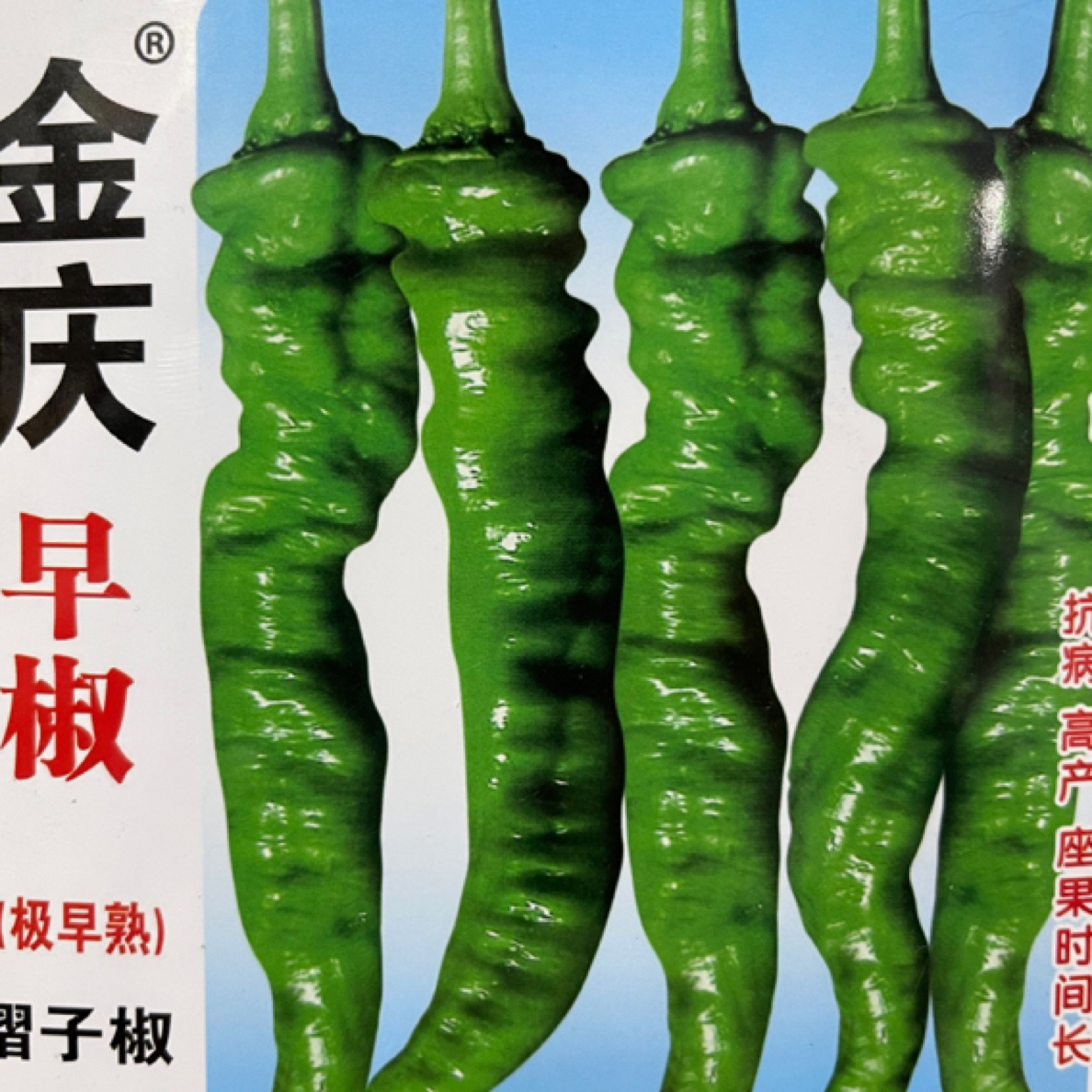 精选金庆早椒褶子椒种子