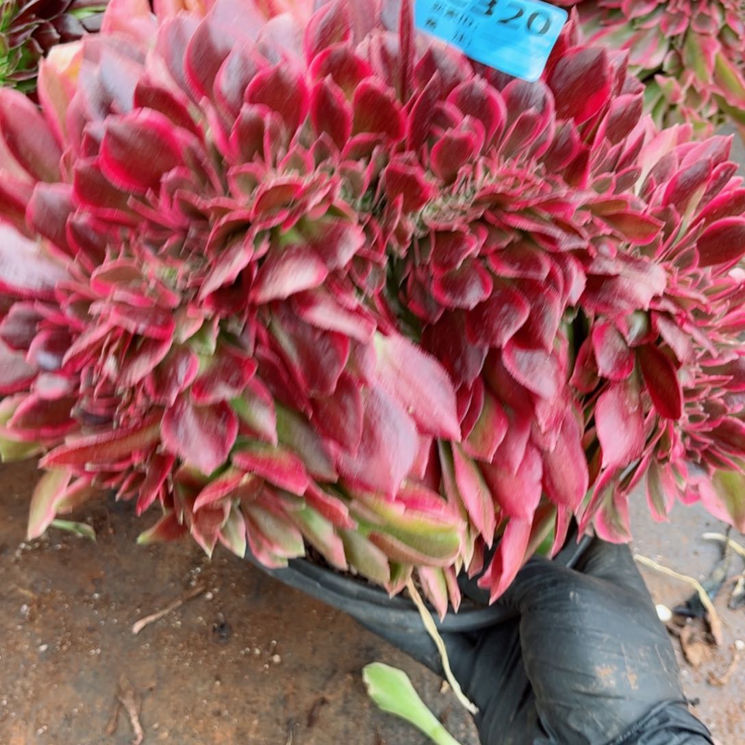 多肉植物320女郎