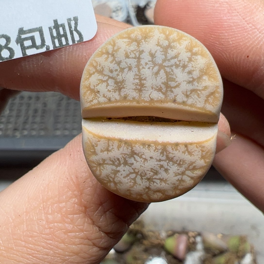 【闪购商品】502……