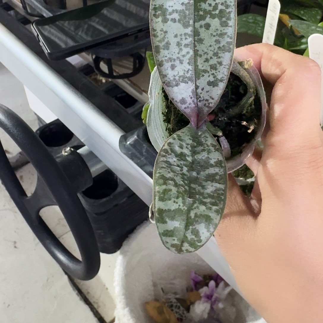 完全开放秋*蝴蝶兰