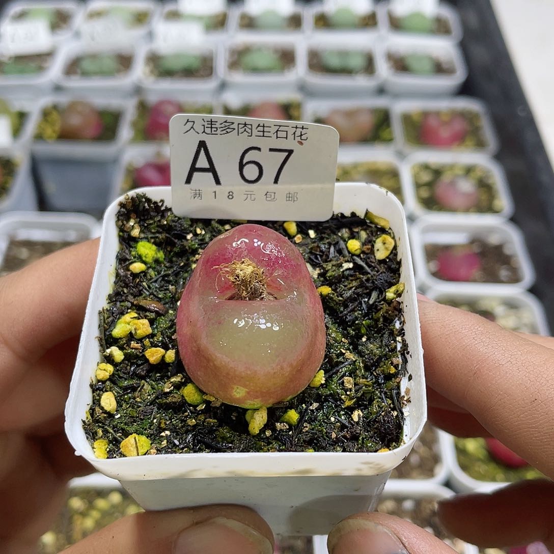 A67号，，很可爱的肉肉