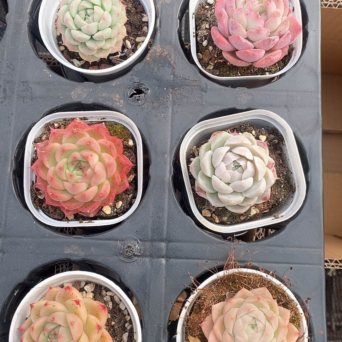 小巧可爱系列6个不重样 6412