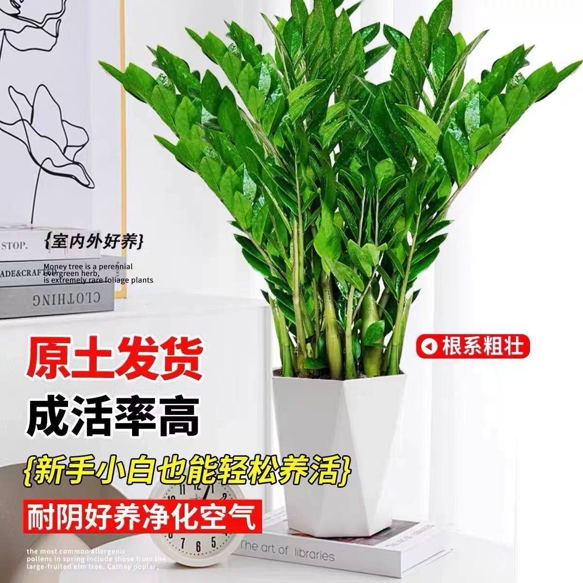 【基地直销】老庄金钱树盆栽80-90cm室内客厅绿植花卉四季常青常绿
