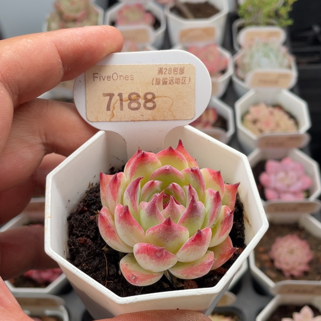 水蜜桃7188-5.0厘米