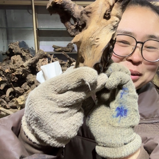 香榧木李*子火琉璃的故事毛料摆件