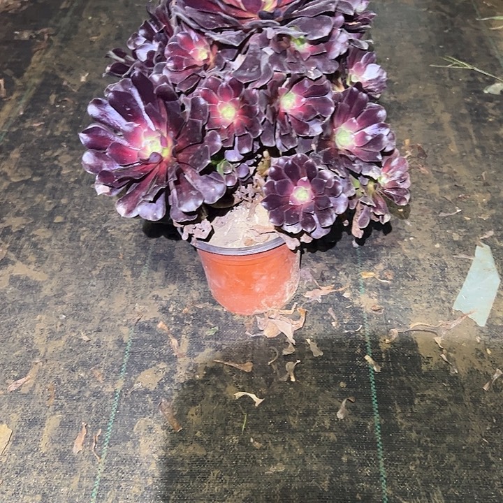 不包侧枝一物一拍61