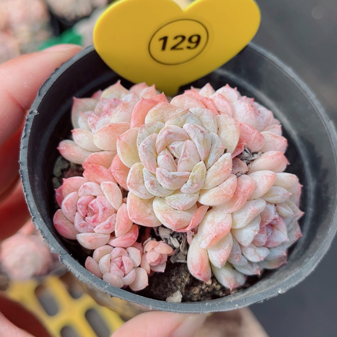 129号小老桩玉凝群