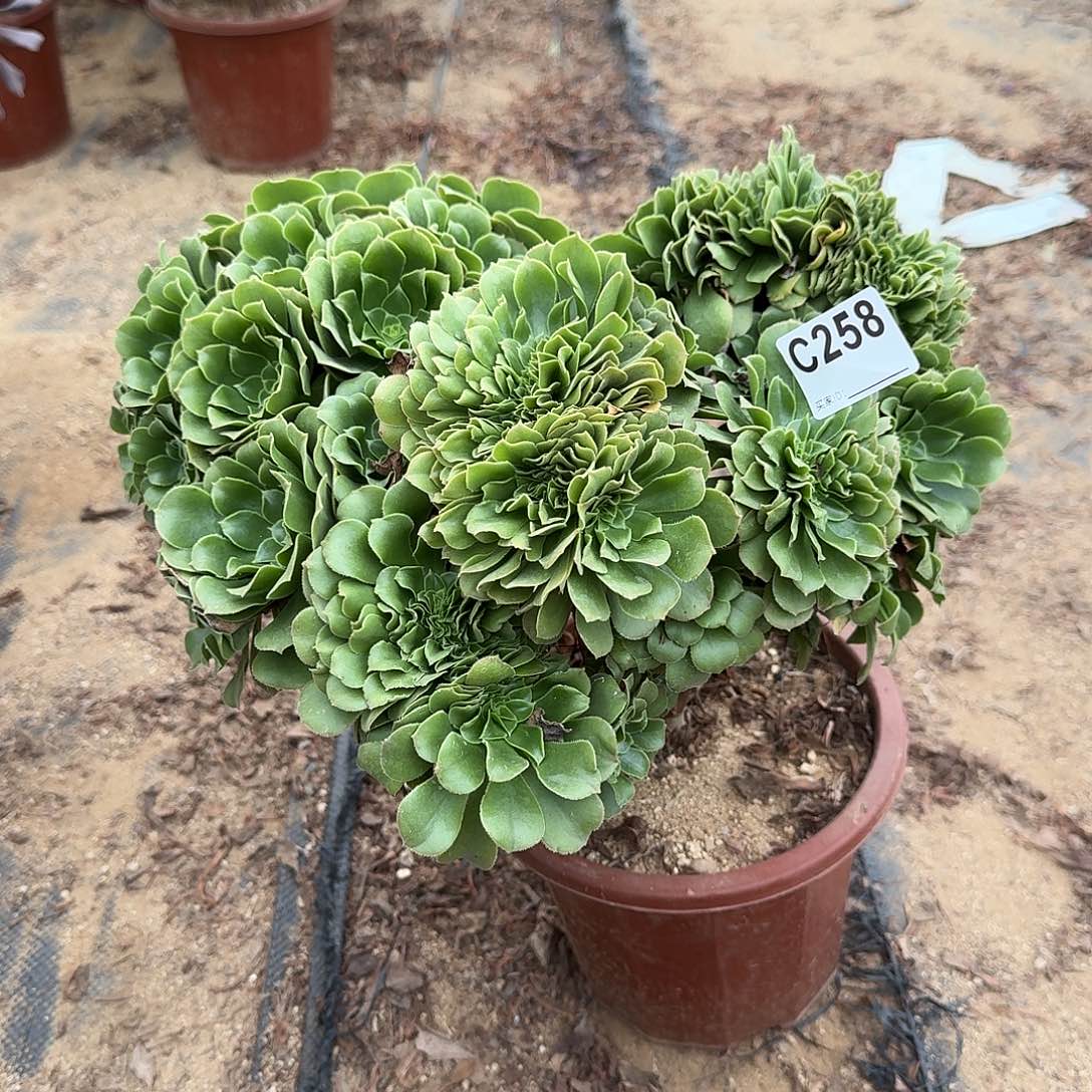 258绿缀朵朵一颗呀呀