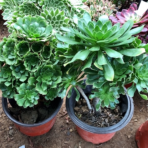 2棵玫瑰玫瑰玫瑰