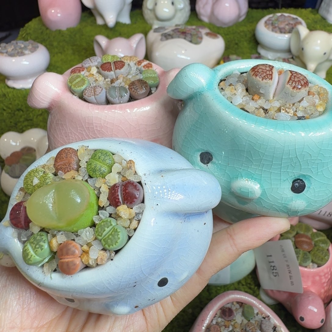 紫***粒多肉植物开播福利冲1197