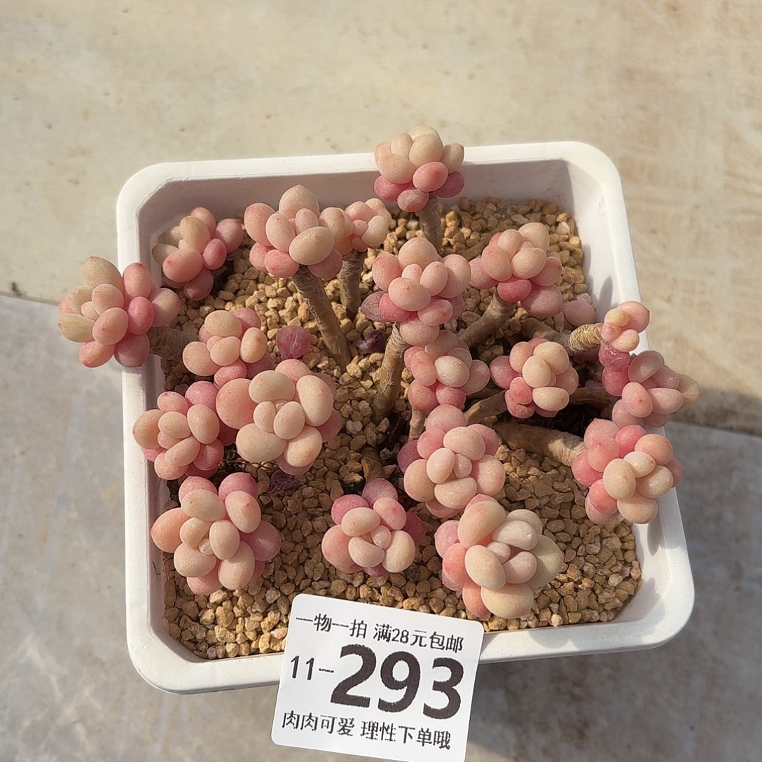 鱼子酱无盆无发货无