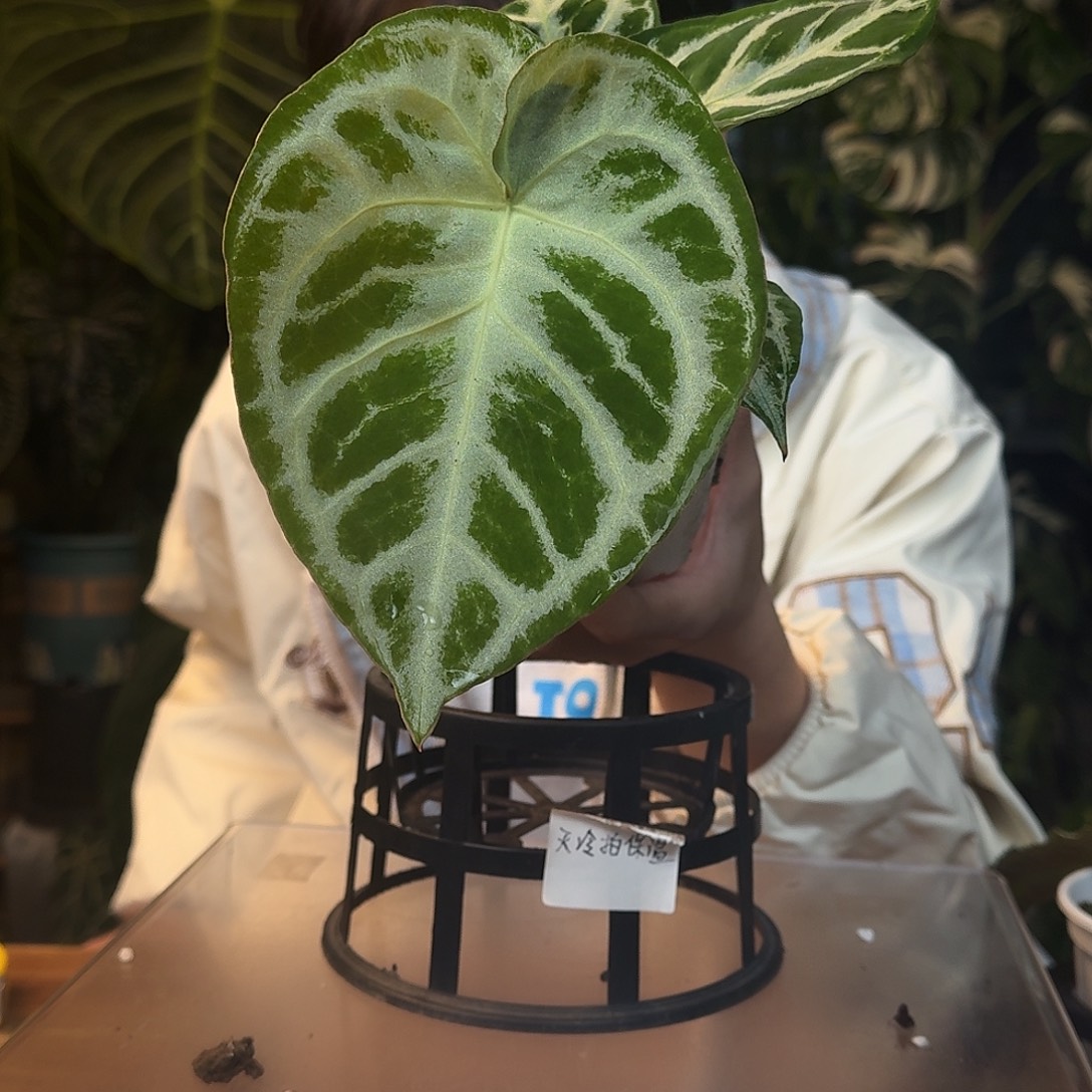 不开花植物J149面纱杂铜锣烧