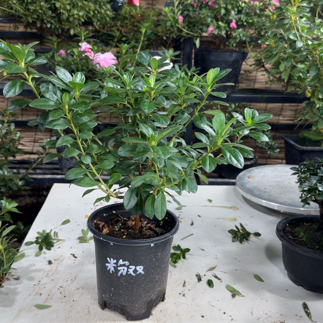 一***辰完全开放杜鹃花一物一批