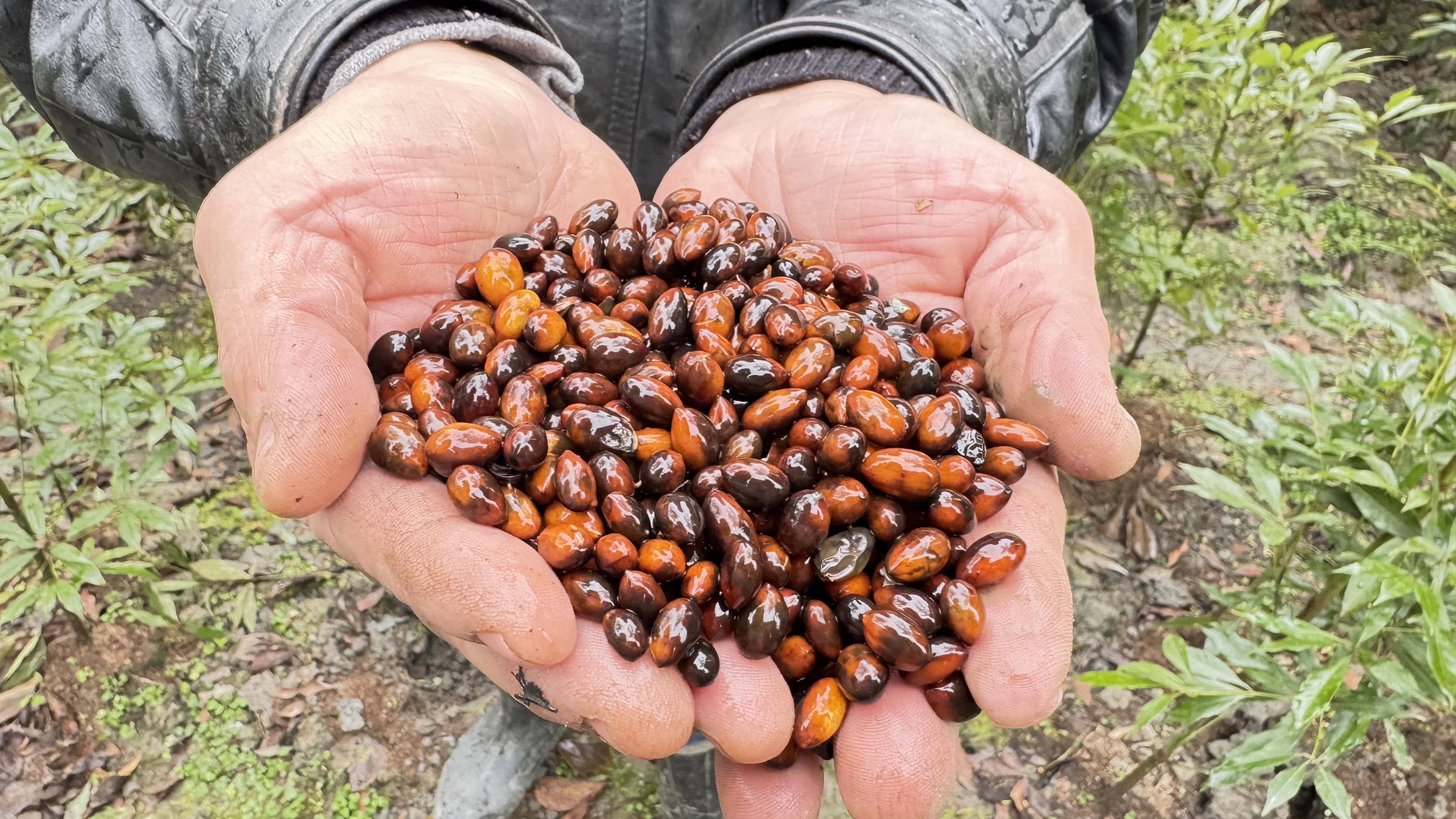 四川金丝楠木种子小叶桢楠种子今年采摘新鲜种子