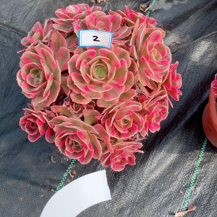 2老庄多肉法师女巫