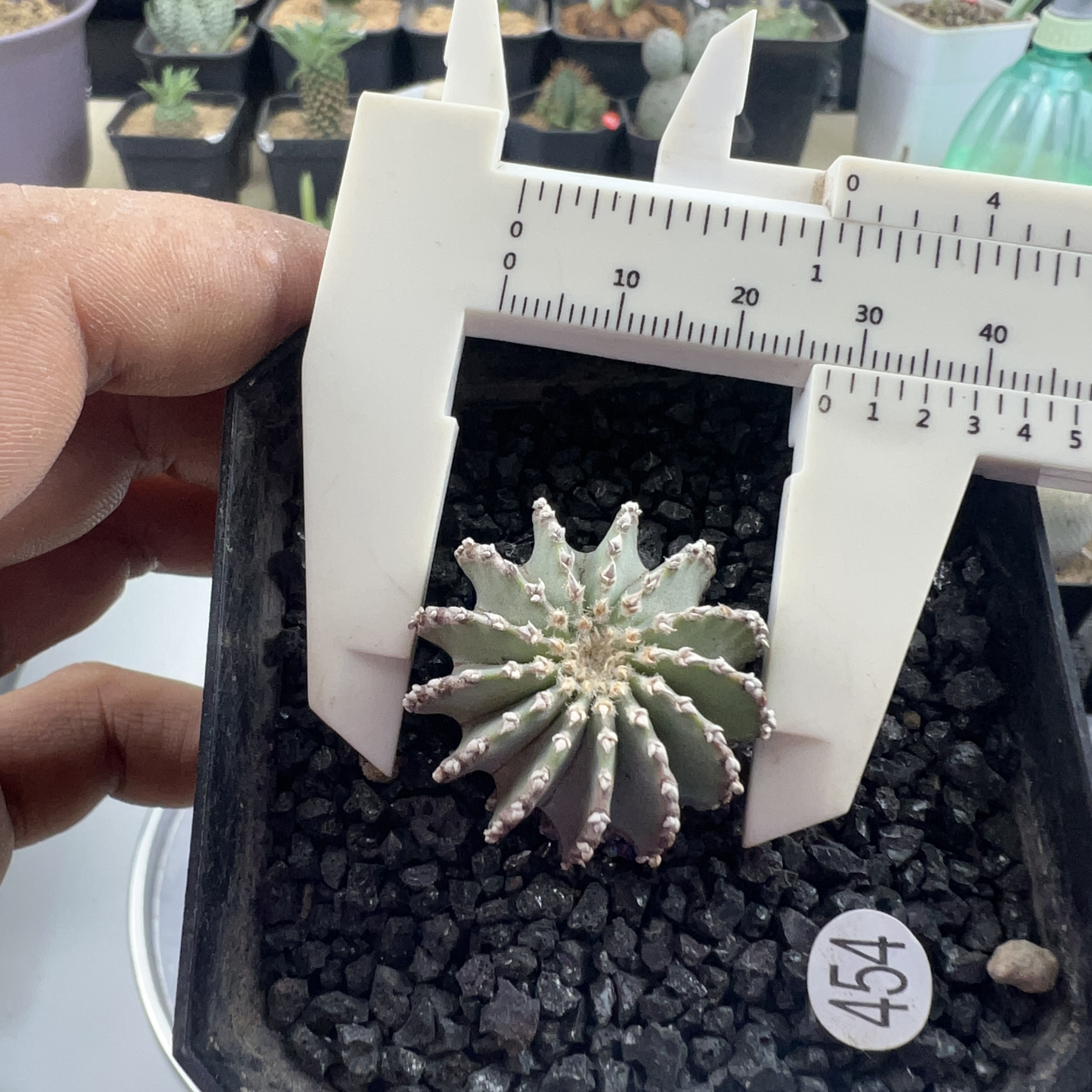 薄叶花笼实生带盆发