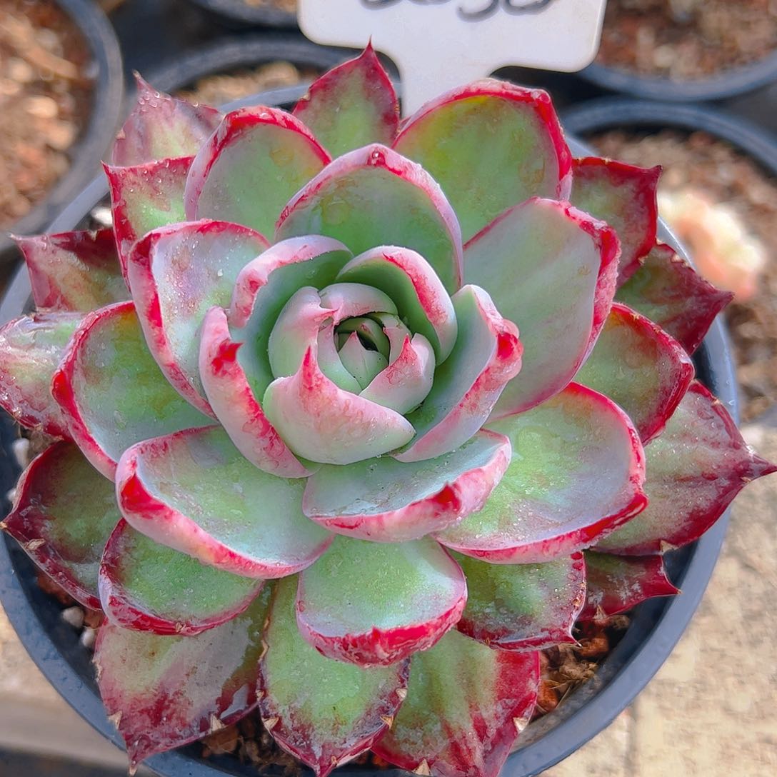 惊鸿仙子一物一拍3030号（有裂口）