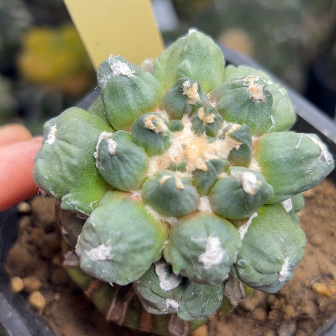 822 仙人球的比赛将于