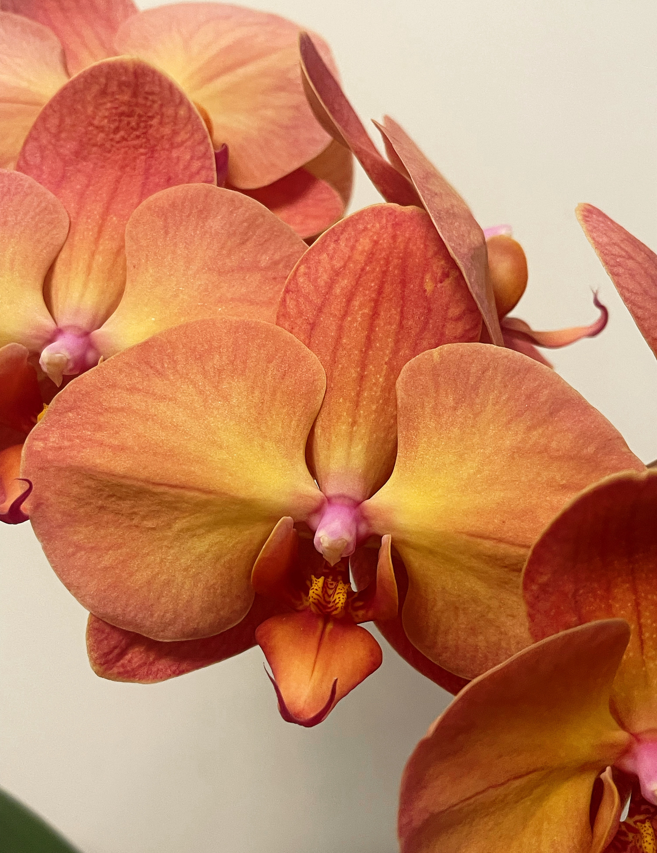 【落日宝珠】出花剑苗 蝴蝶兰 3.0寸杯