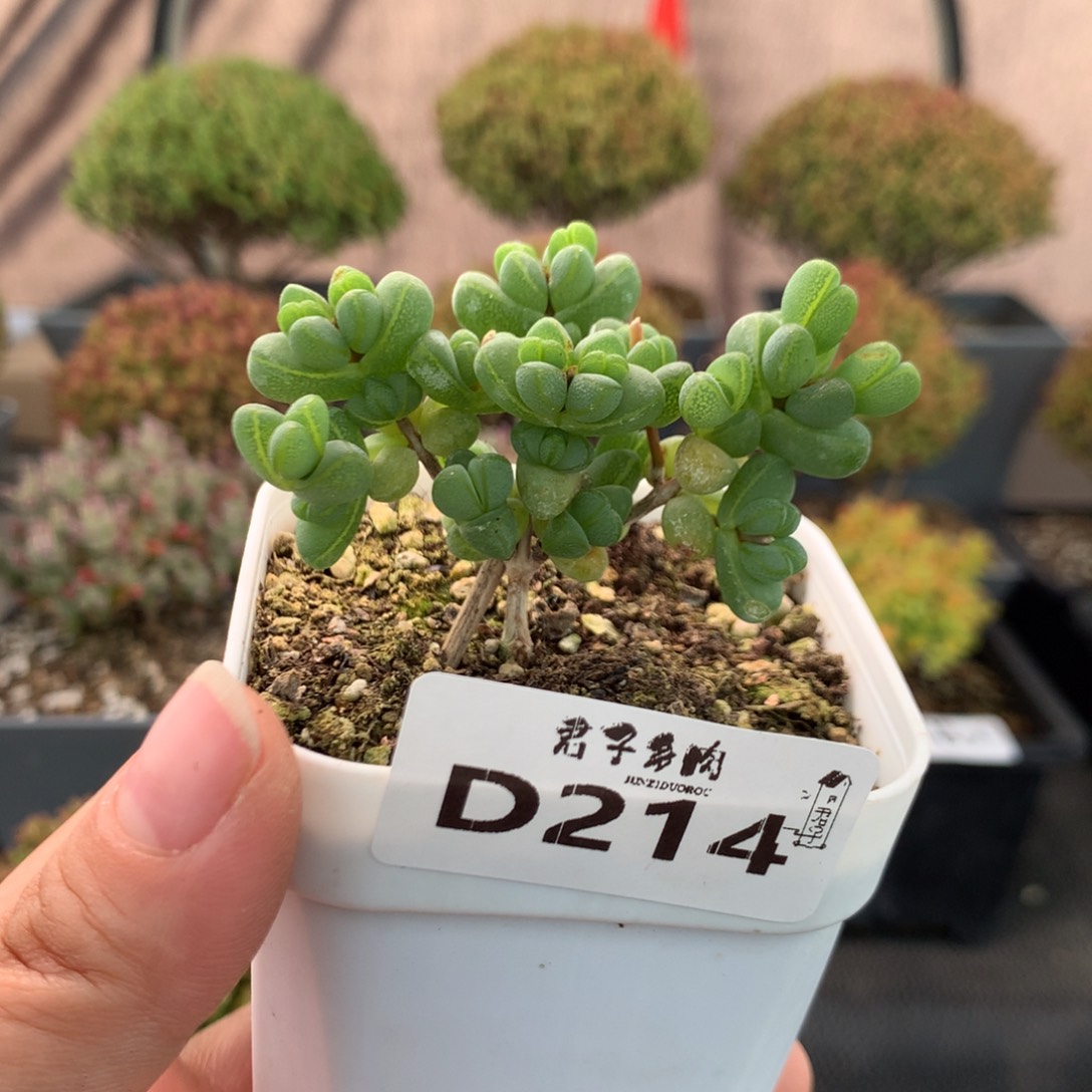 214元宝            