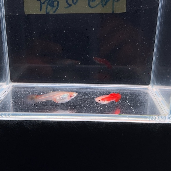 孔雀鱼红珊瑚茅尾