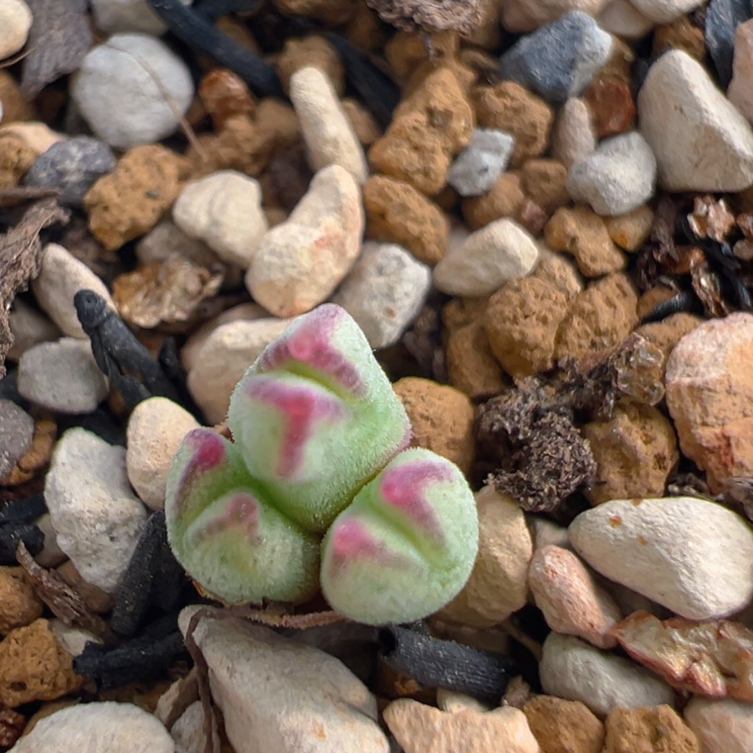 93多肉植物百科知识