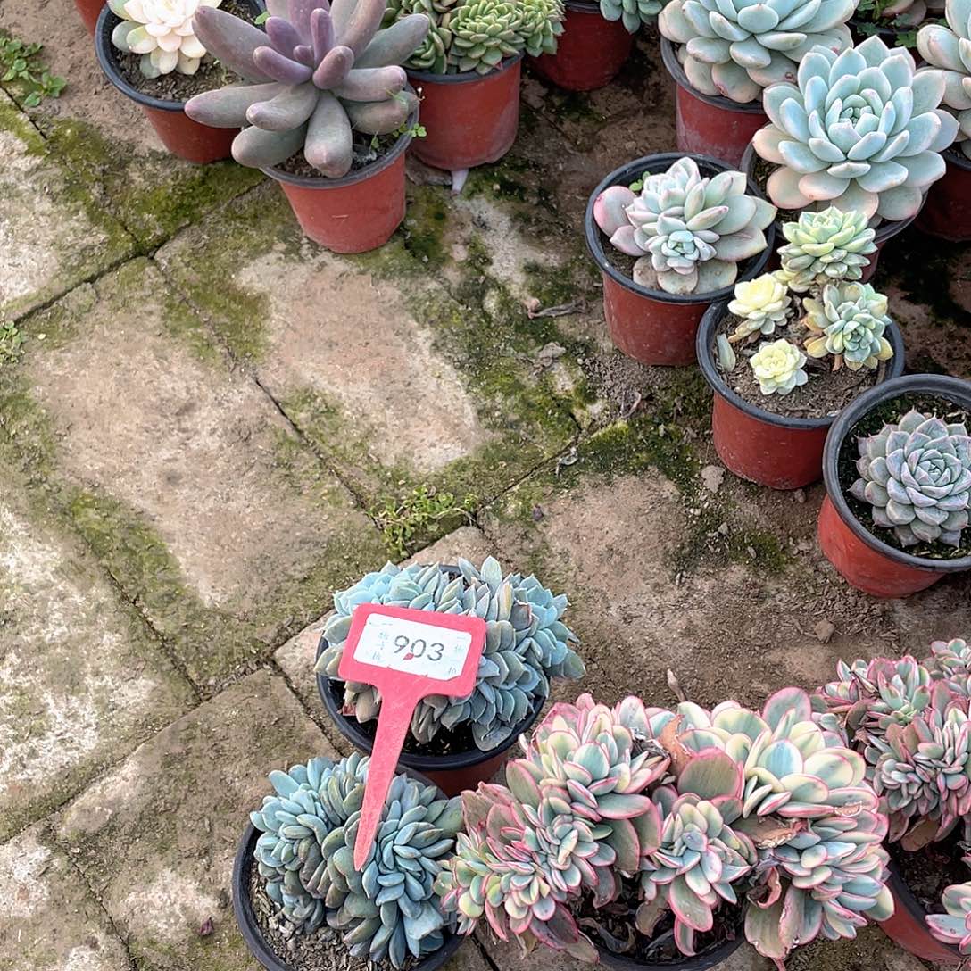 宸***哥903号多肉两个一组