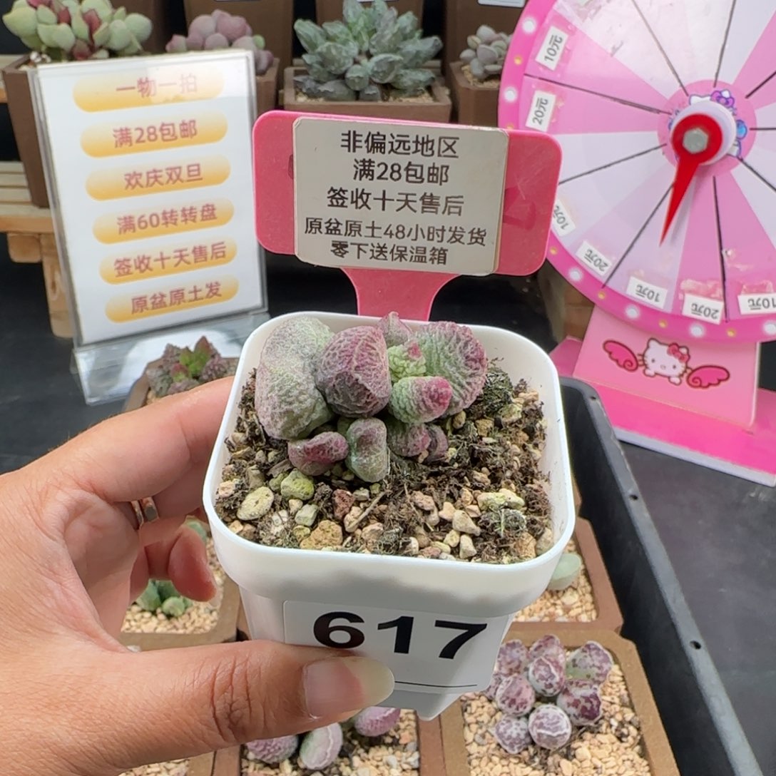 爱***可617巨猪宝多肉植物