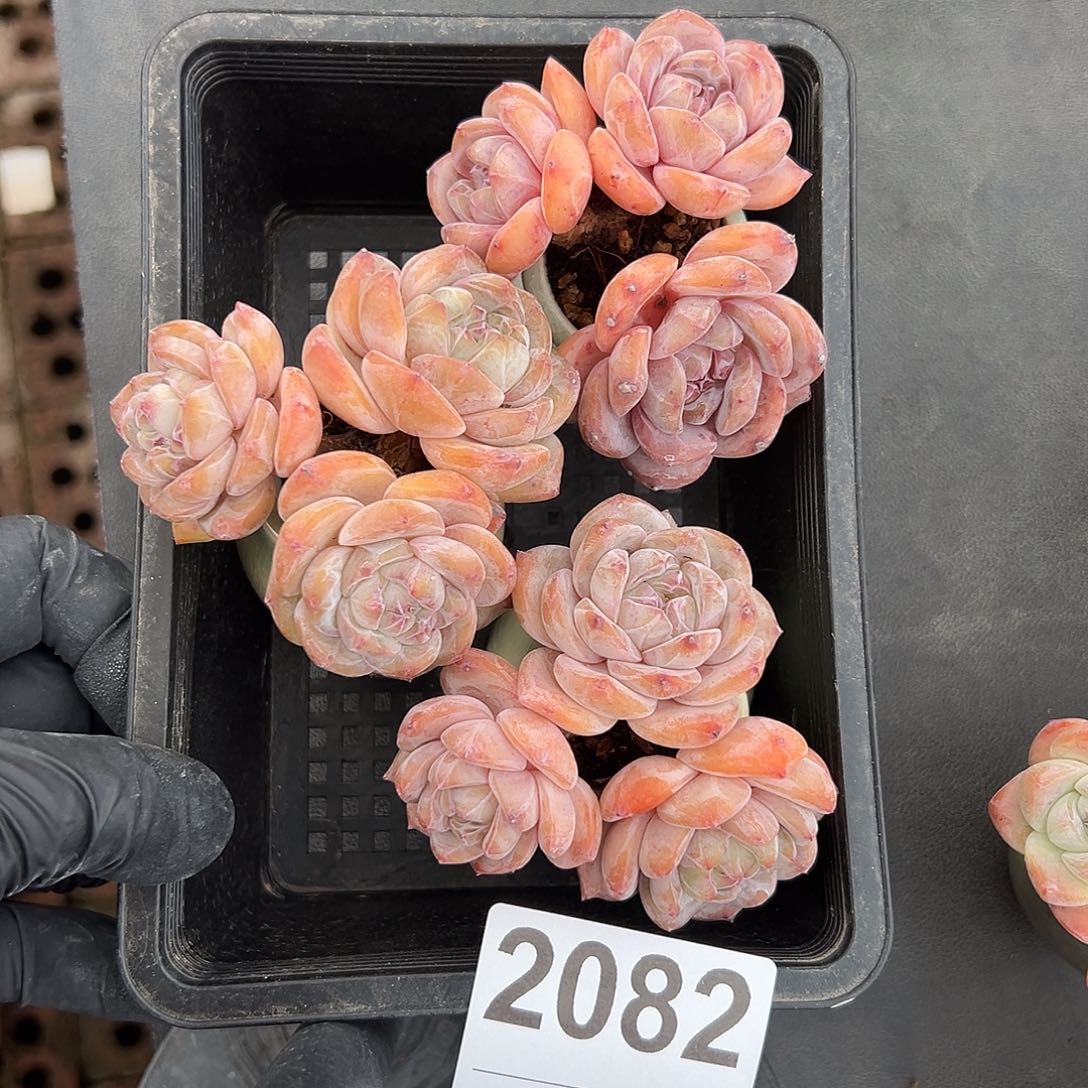 摘****2082，3个星影带盆发的