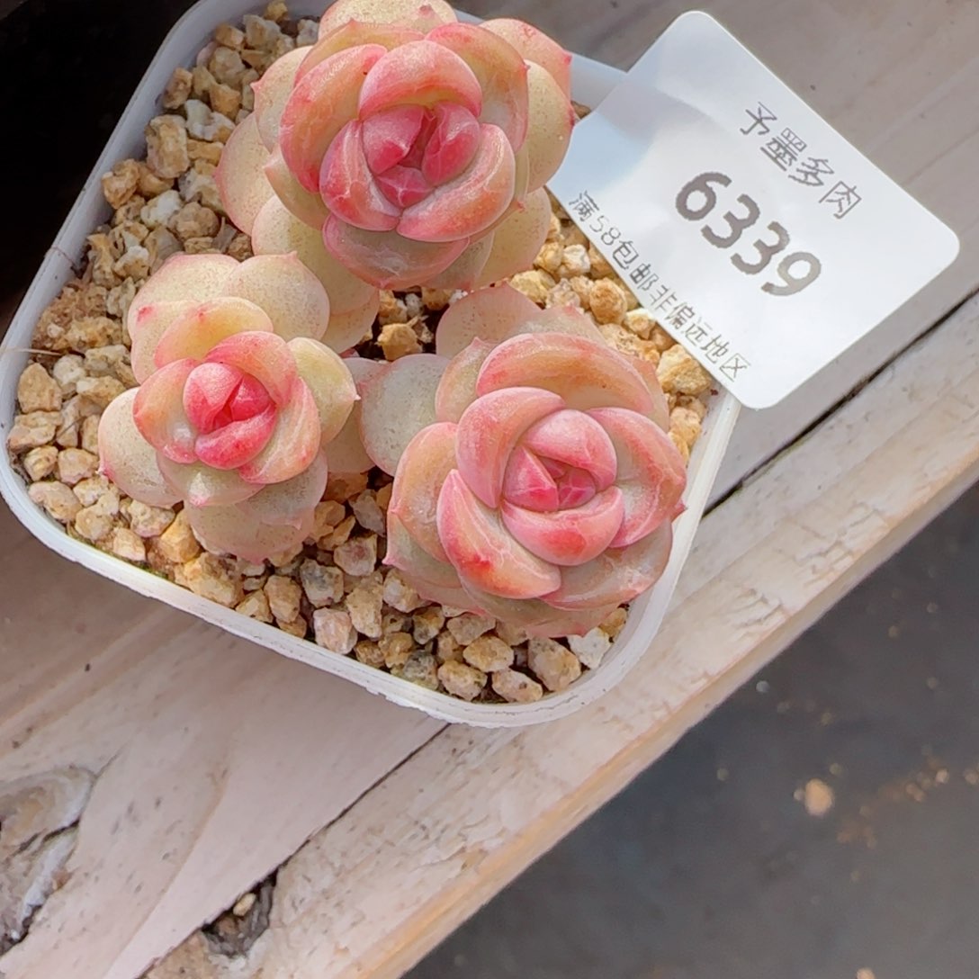 阿**?琴心，6339多肉植物