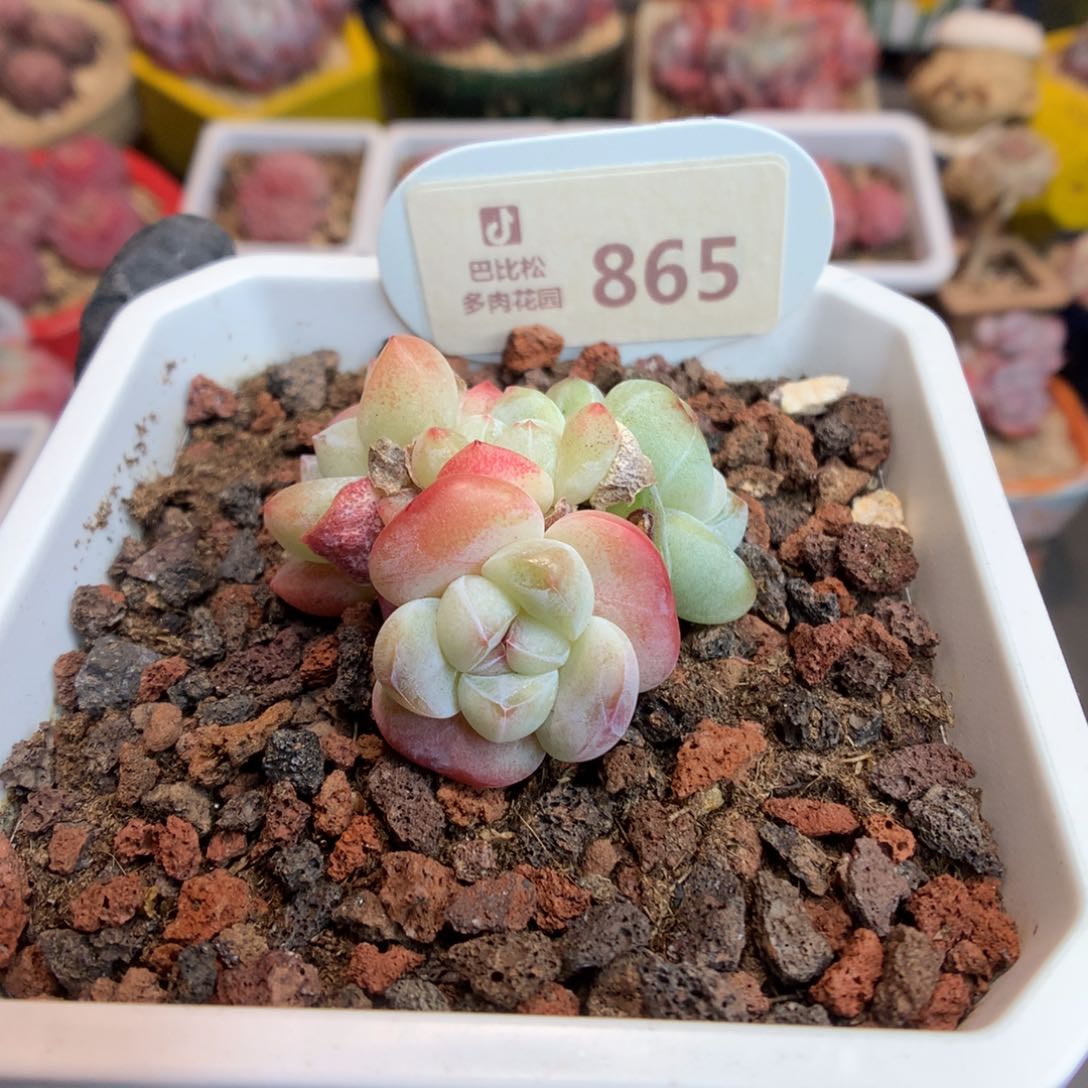865 糖心冰玉多肉