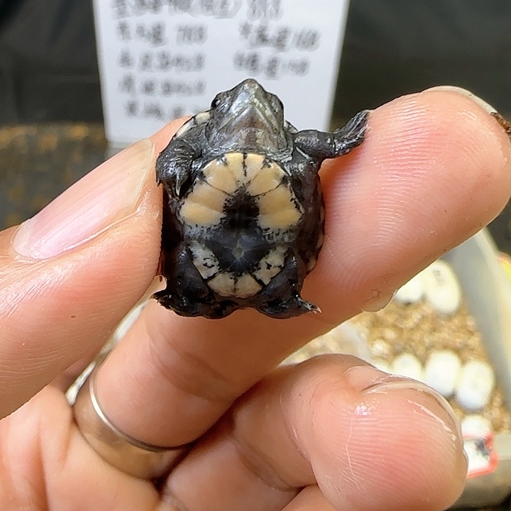 不分公母毛竹泥龟全品