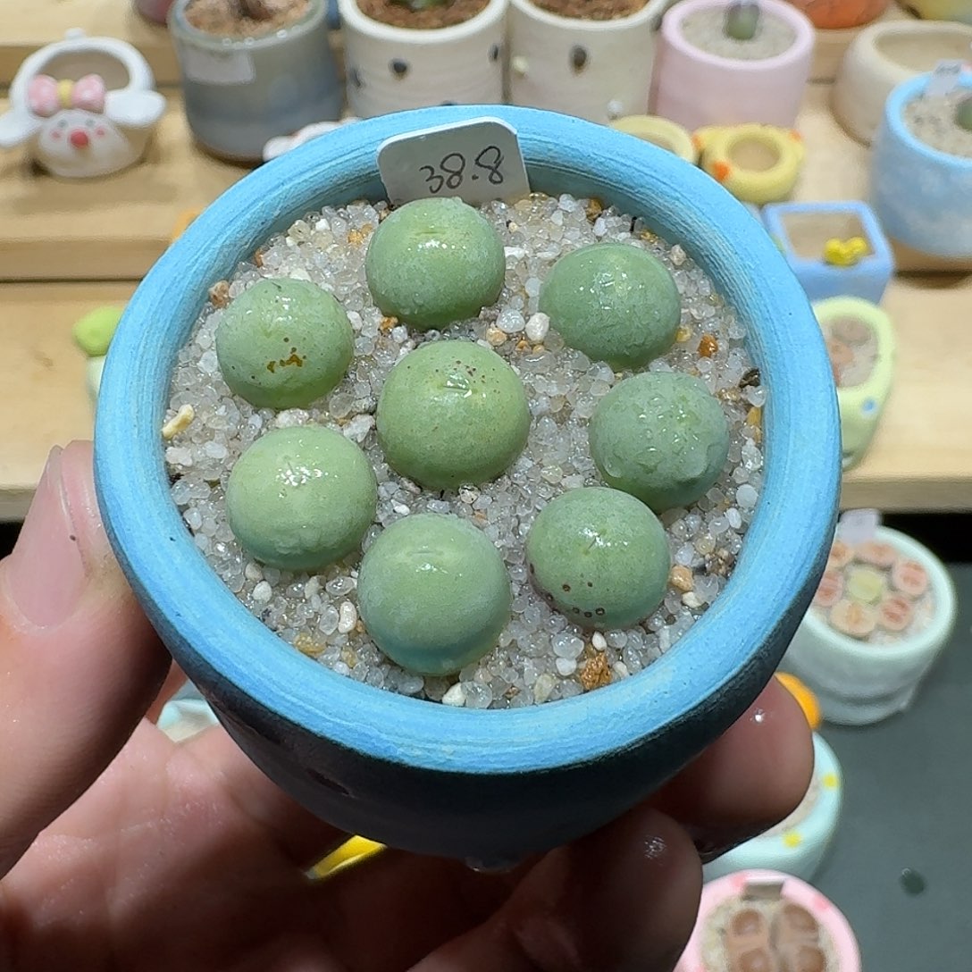 红陶蘑菇733鸽子蛋