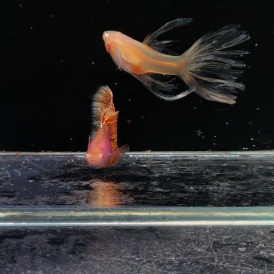 快***9孔雀鱼金粉满天星燕尾 血红草白子两对