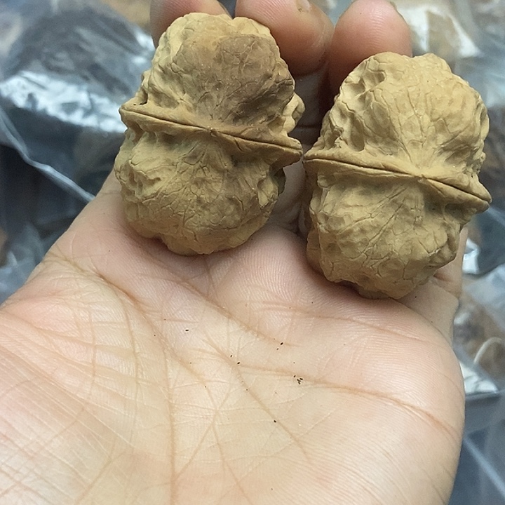 木质类云南铁核桃基地6