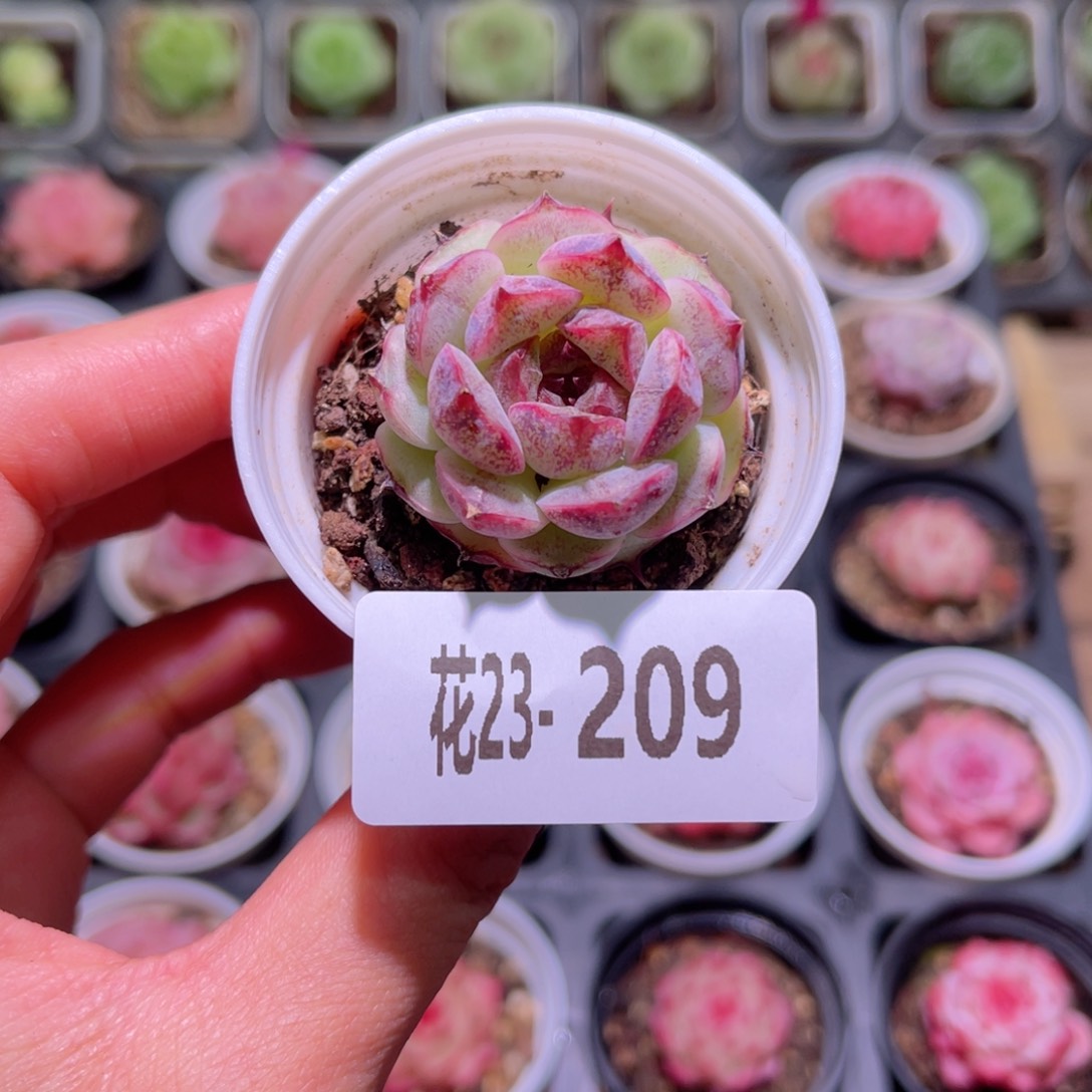 花利美23-209新品