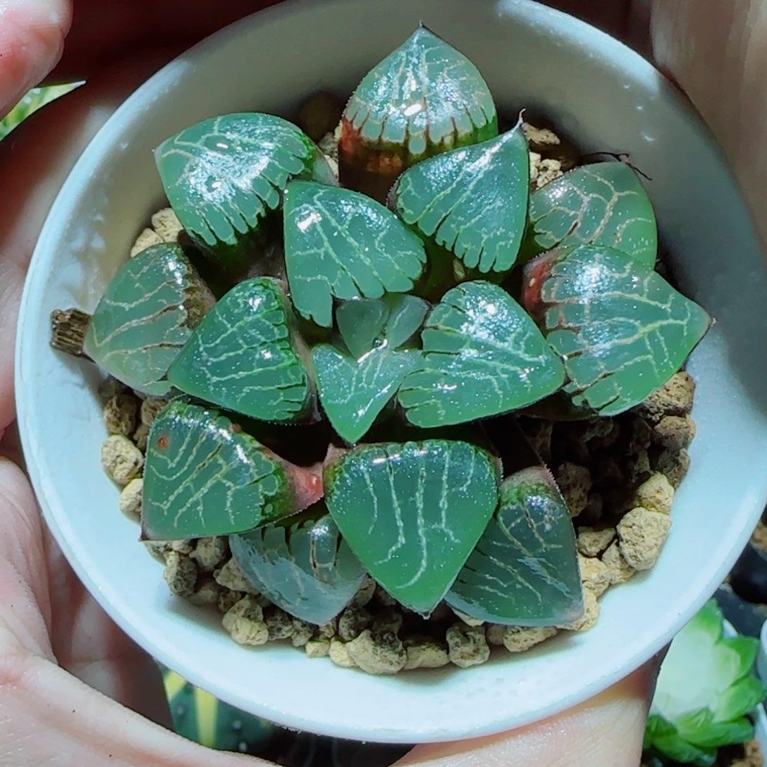 爱神克多肉植物 