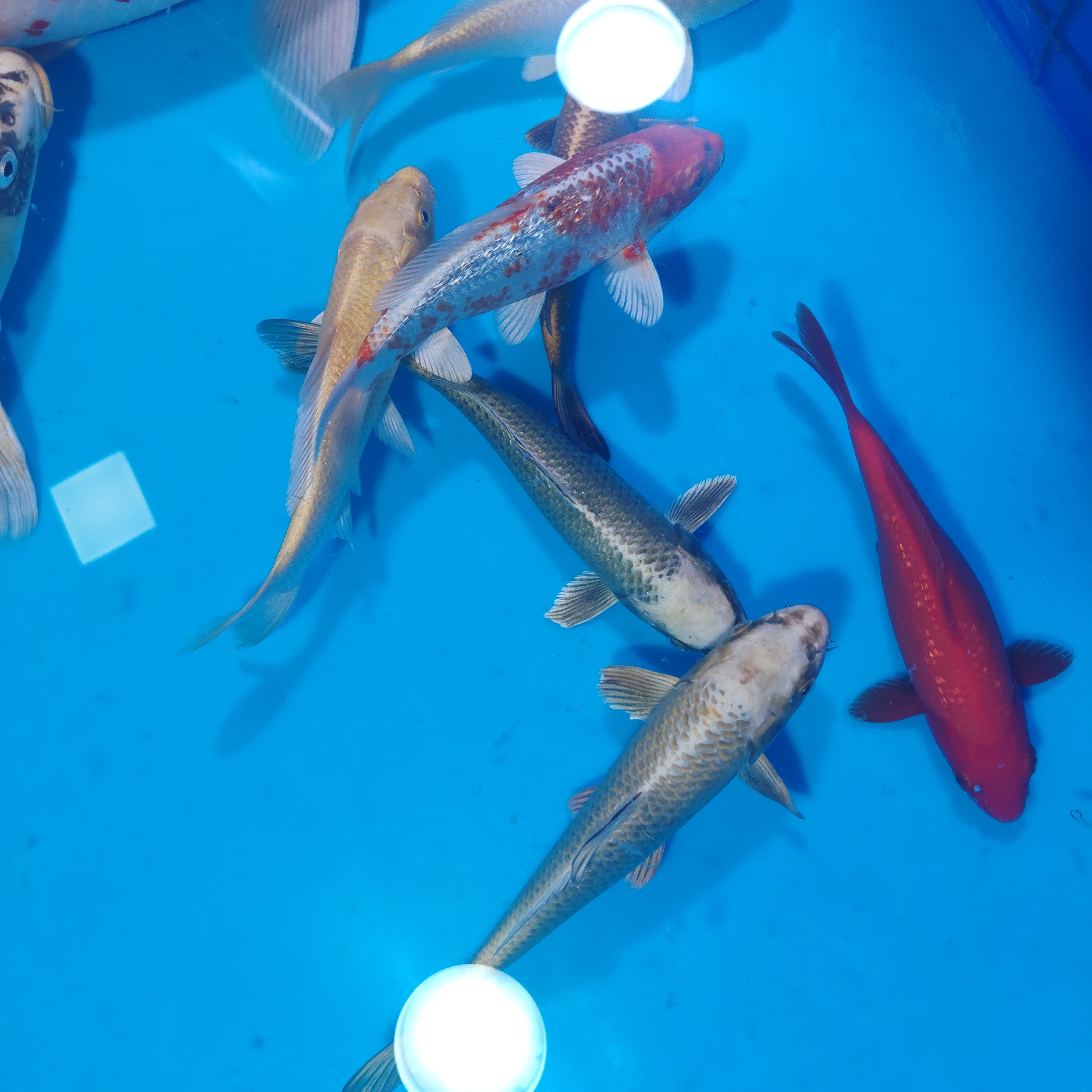 15 - 20公分耐活冷水观赏锦鲤