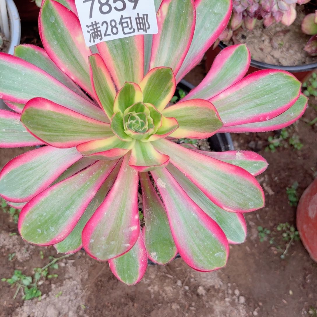 A。7859红魔女多肉