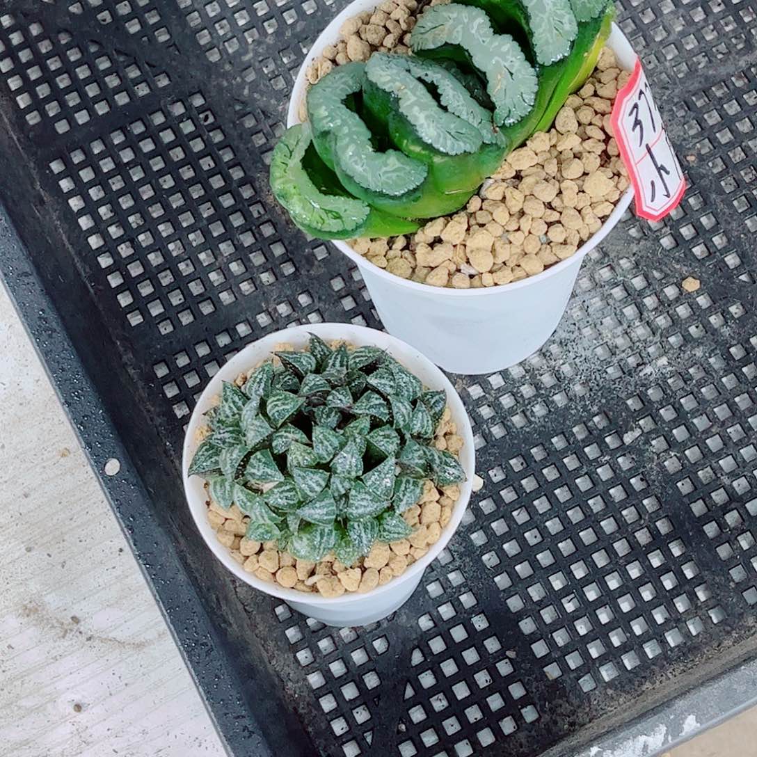 雪景色扇子一勿一拍