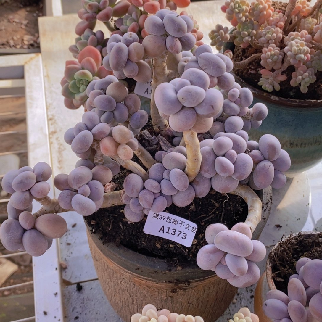 芭比奶洛老桩18cm1373多肉植物