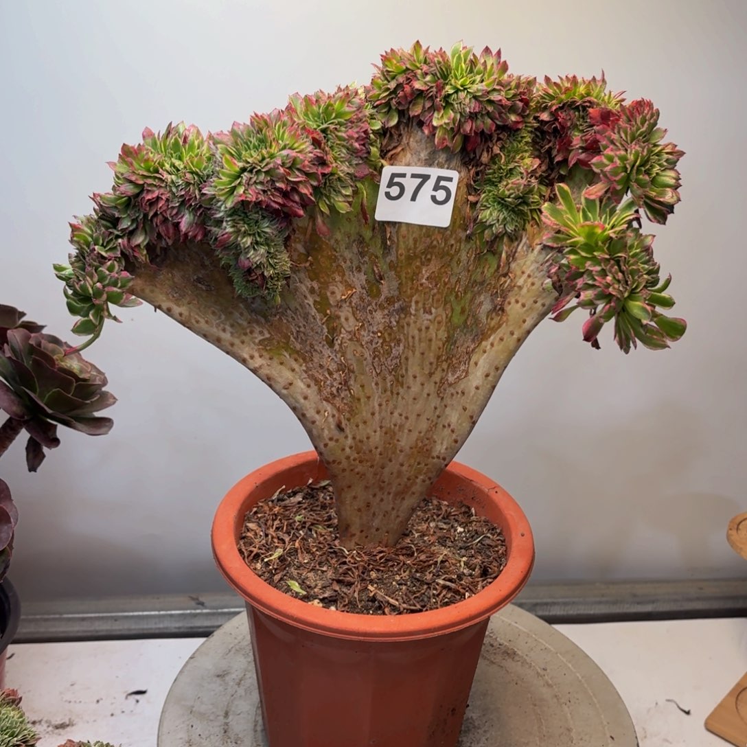 多肉法师天河缀575