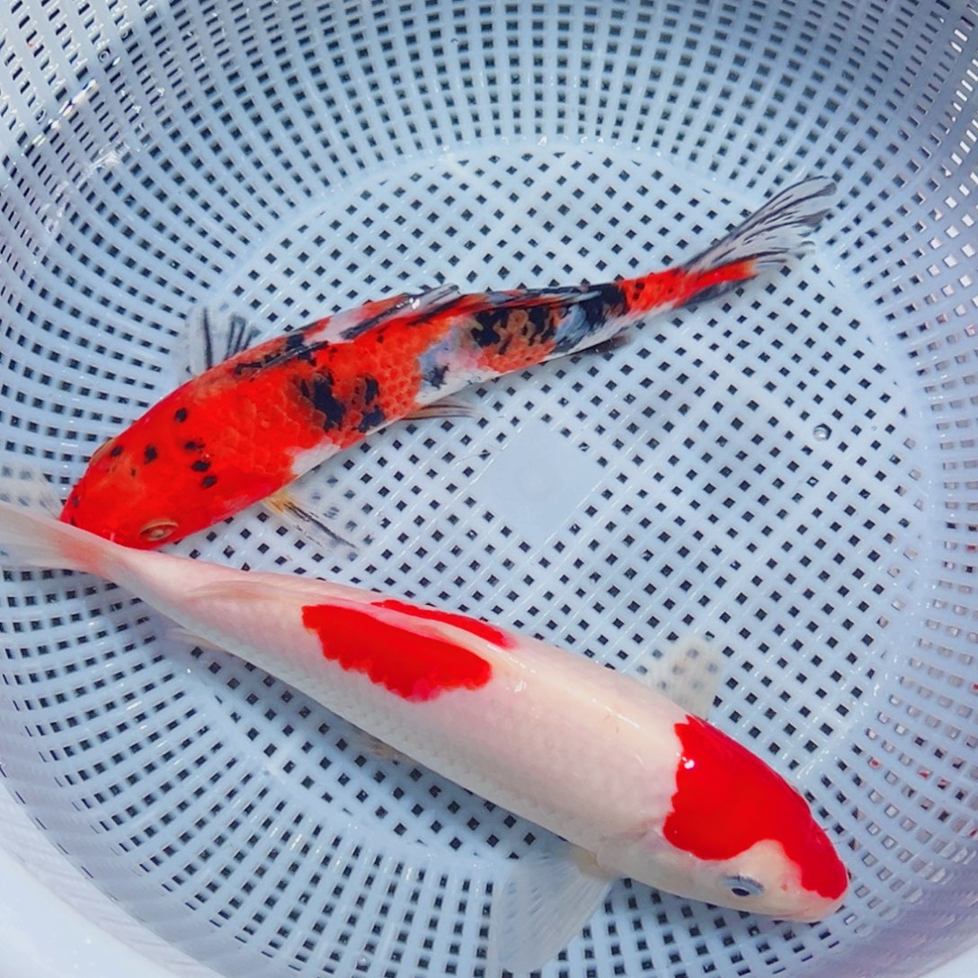 锦鲤锦鲤观赏鱼1111