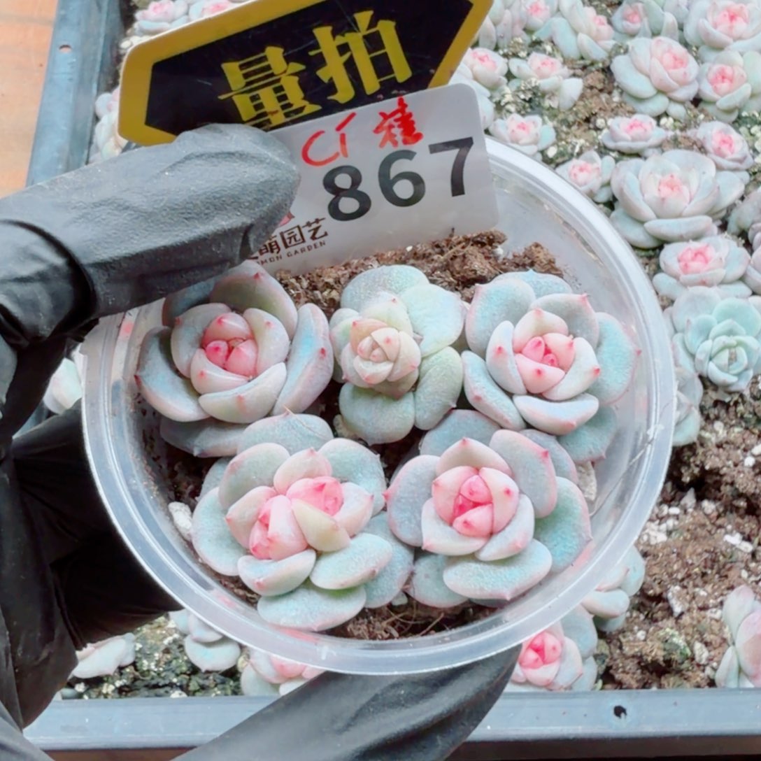 多肉植物多肉的植物