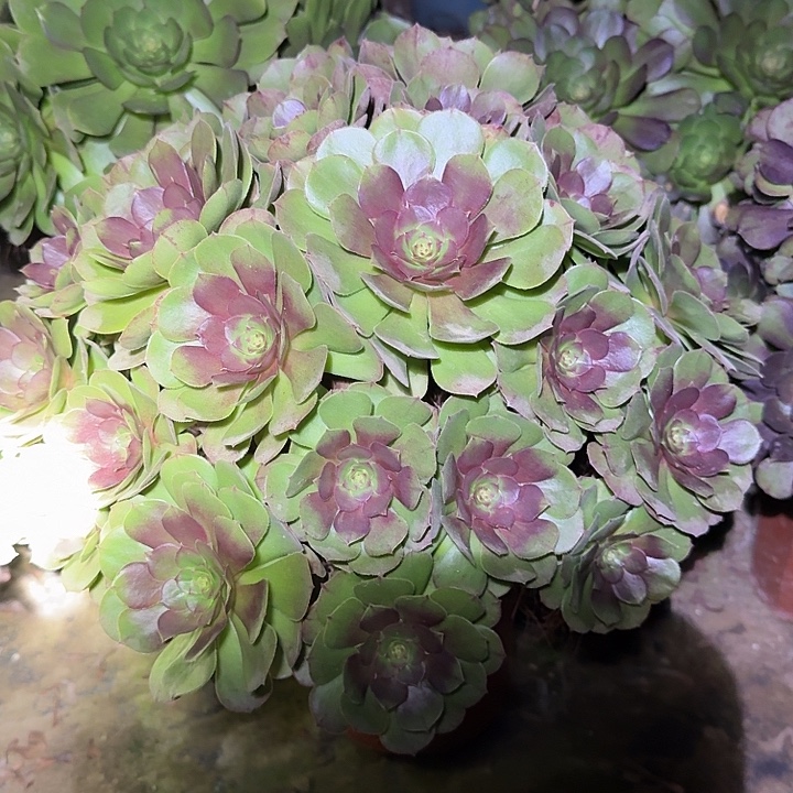 精品红心万圣节亏本福利69