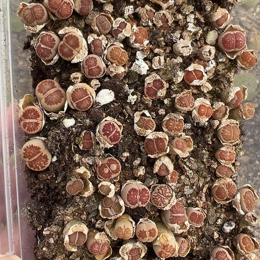 329小美菊1111111111